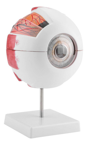Olhos De Estudo: Modelo De Globo Ocular De Pvc Com Ampliação