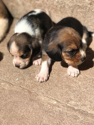 Imagem 1 de 5 de Filhotes De Cachorro Raça Beagle 350,00