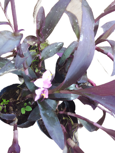 Reina Púrpura Tradescantia X 4 U.