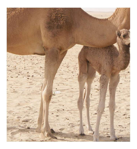 Vinilo 100x100cm Camello Desierto Familia Madre Hijo