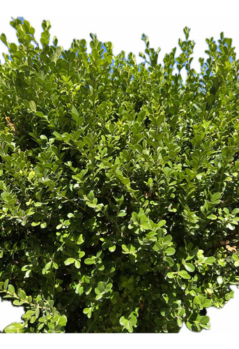X30 Buxus - Arbusto Cerco Vivo - Planta Siempre Verde
