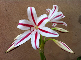 Muda De Amarilis / Açucena/ Flor Da Imperatriz/ Bulbo