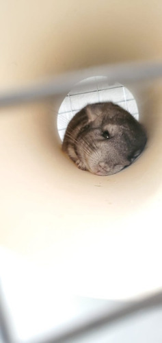 Imagen 2 de 2 de Chinchilla Domestica