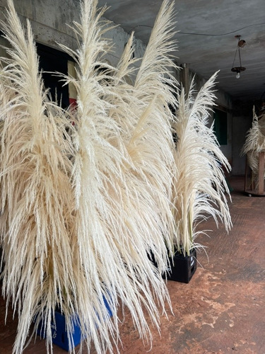 Capim Dos Pampas Brancos Premium. Kit Com 10 Hastes Raro