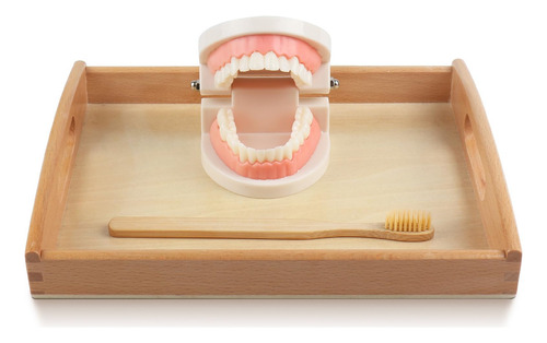 Modelo Y Tarjetas Montessori Para Cepillarse Los Dientes Edu