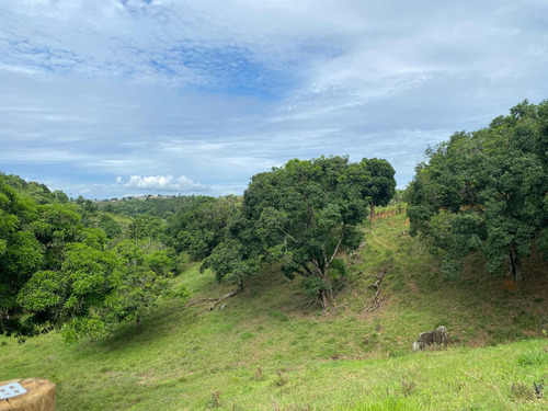 Terreno Com Pomar E Nascente