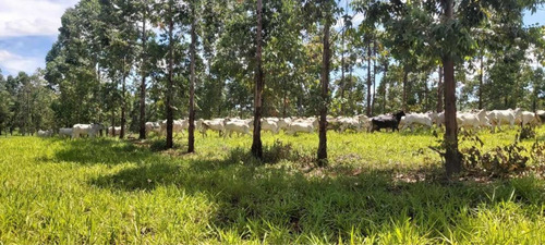 Imagem 14 de 14 de Fazenda Dupla Aptidão Município Brasilândia