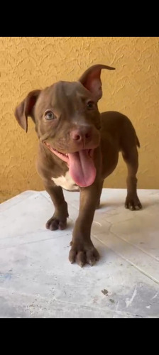 Filhotes De Pitmonster Disponíveis Machos