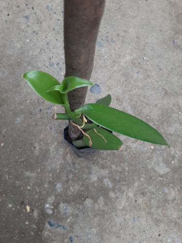 Esqueje O Planta De Vainilla Planifolia