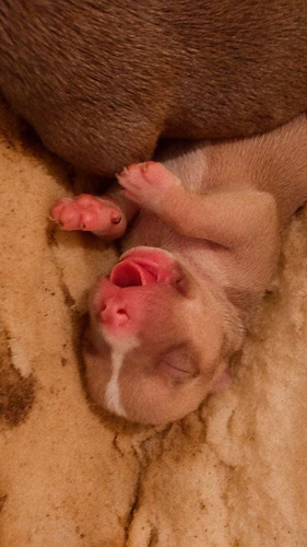 Imagem 2 de 4 de Filhotes De Pitbull Com American Bull