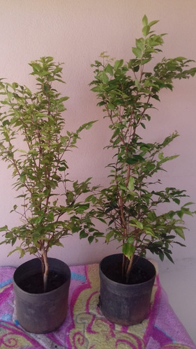 1 Muda De Jabuticaba Hibrida + 2 Coco Anão + 1 Ipê