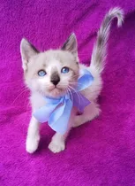 Comprar Gatito Siames Taby Point Genética Blue  Fotos Reales