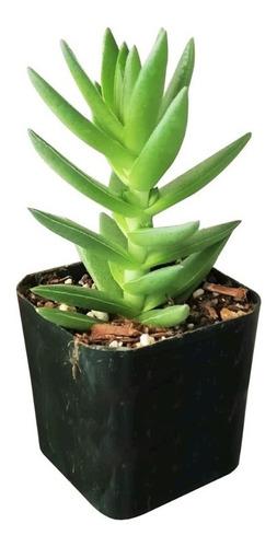 Crassula Capitella Subs. Red Pagoda Planta Suculenta 10cm