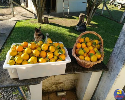 Imagem 9 de 30 de Chácara Com Residência Em Alvenaria - Ch00001 - 33555515