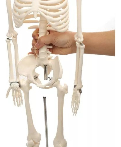 Modelo Anatómico De Esqueleto Humano Educación 85 Cm