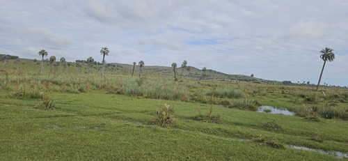 Rocha 277 Has Buen Campo Ganadero Forestal Costa De Arroyo Sobre Camino Vecinal A 10 Km Ruta 9