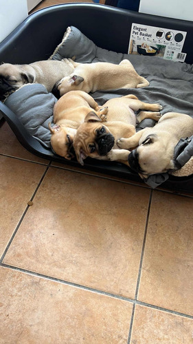 Hermosos Cachorros Pug Carlinos