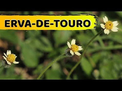 60 Sementes De Erva De Touro Tridax Procumbens Para Mudas