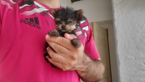 Cachorro Yorkshire Terrier Mini Macho