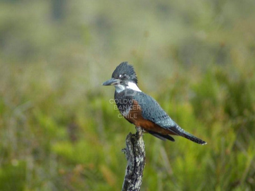Campo. Parque Tepuhueico