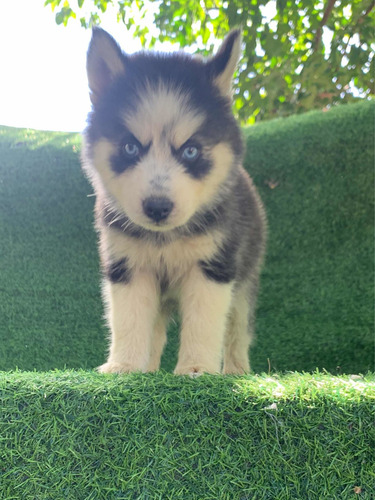 Imagen 2 de 5 de Huskys Siberiano