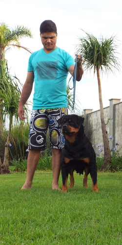 Filhotes De Rottweiler Com Pedigree
