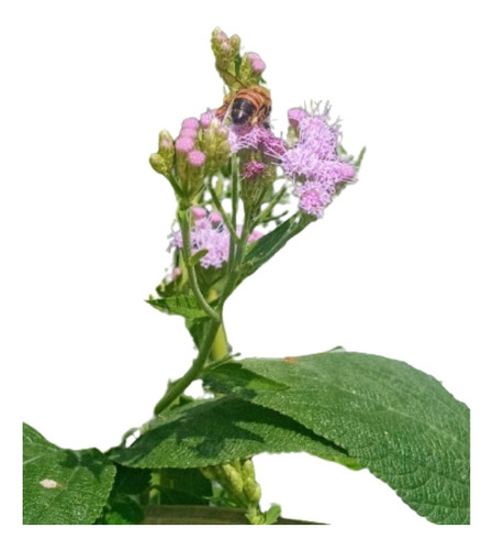 Mariposera Morada (chromolaena Ivifolia) - Vivero De Nativas