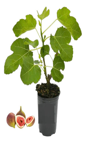 Planta De Higo Picholetero Para Maceta