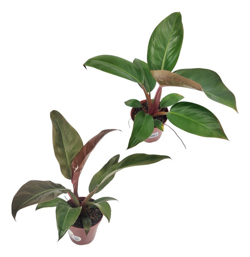 Kit Philodendron Rojo Congo + Imperial Red Filodendro P12 