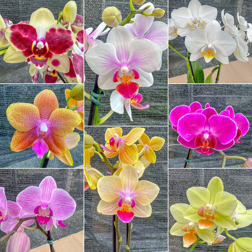 Orquídea Phalaenopsis Com Flor No Vaso Botões Cores Variadas