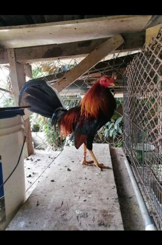 Gallos Finos