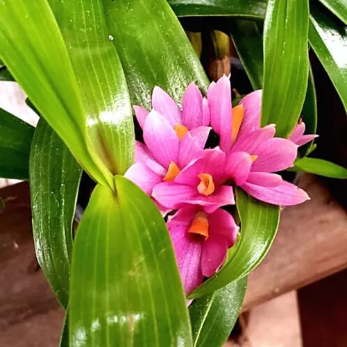 Orquídea Dendrobium Hibiki (muda Sem Flor)