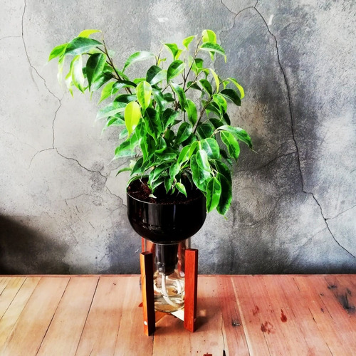 Imagen 5 de 10 de Ficus Benjamina Little Plant 27 Con Soporte, Autorregante