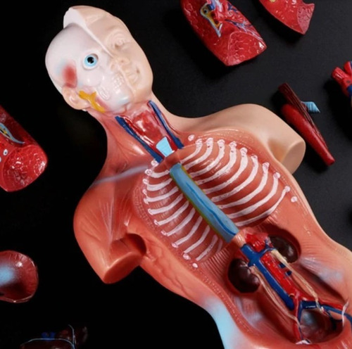 Imagen 7 de 7 de Torso Humano 28 Cm Modelo Órganos Extraíbles Santiago