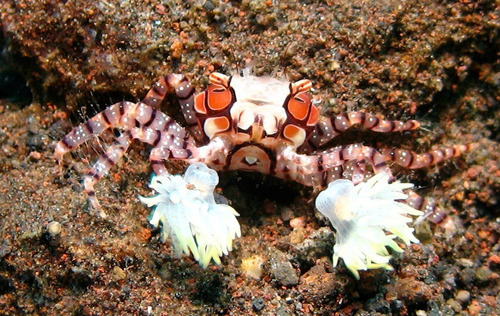 Invertebrado Marino - Lybia Tesselata - Cangrejo Boxeador