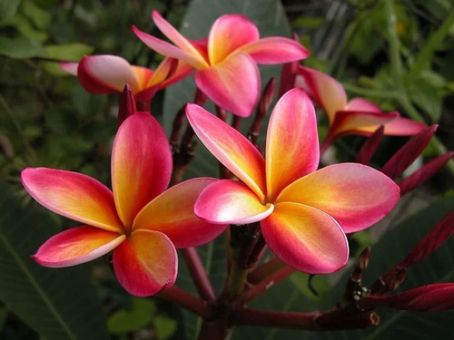 Plumeria Rubra Arcoiris