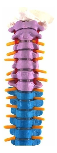 Modelo De Anatomía De La Columna Vertebral Humana