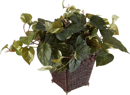 Planta De Seda Potus Con Cuerda Enrollada Decorativa 43cm