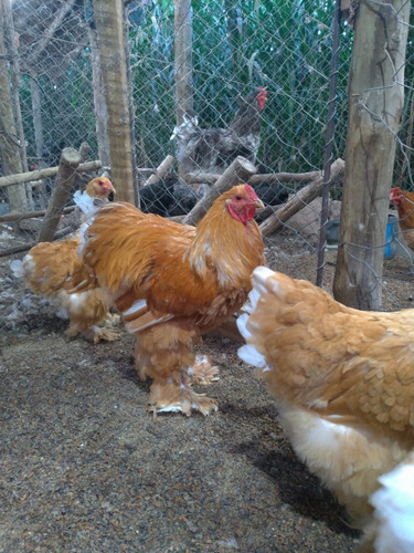Ovos Férteis De Brahma Lemon Piler