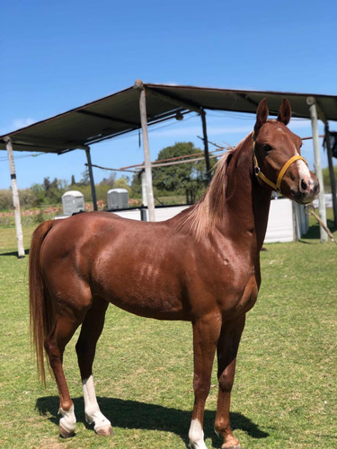 Vendo Padrillo Árabe Hermoso Animal De 5 Años Mansito