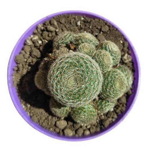 Rebutia Sunrise, Maceta 9, Cactus. Suculenta