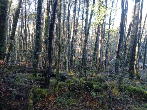 Venta Parcela Bosque Pucón Los Nevados