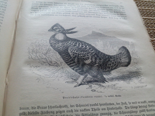 Brehm,die Vögel (dritter Band: Sdiarrvögel,1882 (Usado)