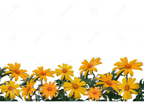 Imagem 1 de 7 de Girassol Mexicano - De Árvore - Margaridão - Flor Sementes