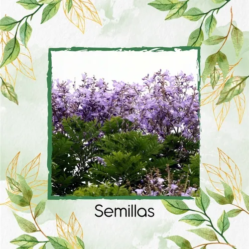 800 Semillas De Árbol Jacaranda Copaia