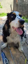 Comprar Cachorra Cocker Spaniel