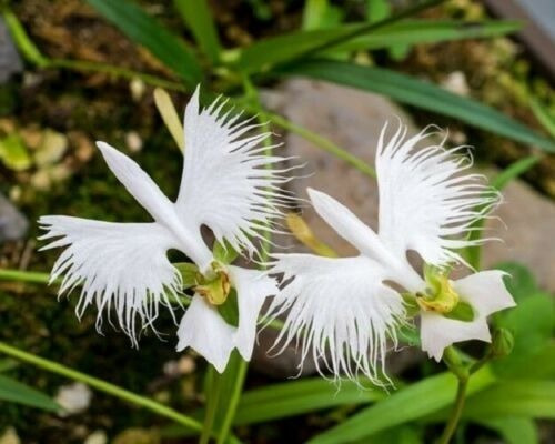 Semillas De Flor Orquídea Paloma O Habenaria Radiata | Cuotas sin interés