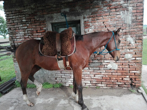 Caballo Criollo De Tres Años Muy Bien Domado ,pingaso