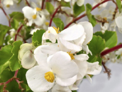 (2x) Plantas Begonias Flor Blanca O Rosada Mas De 20 Cm