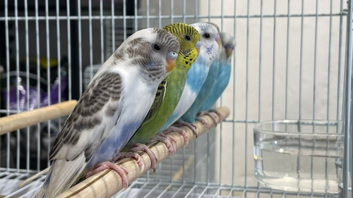 Combo De Trio De Australianas Colores Segun Stok